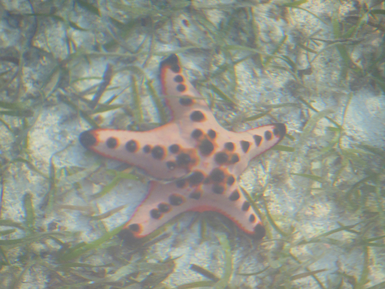 2013-11-10 Billabong Scuba, Mabul 